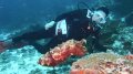 Large cuttlefish